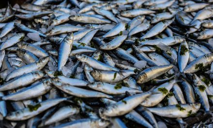 Potensi Perikanan Di Wilayah Pantai Selatan Indonesia