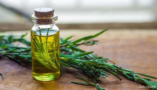 Rosemary Oil Bisa Mengurangi Ketombe