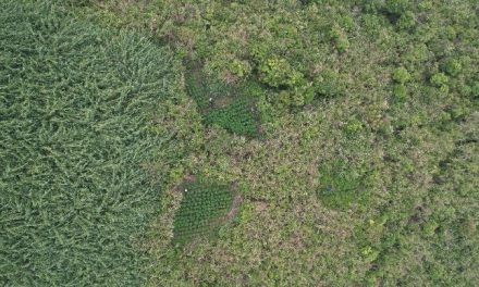 Penemuan Ladang Ganja Di Kawasan Taman Nasional Bromo