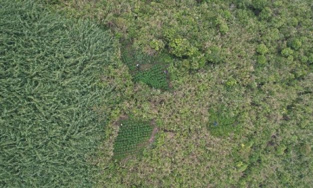 Penemuan Ladang Ganja Di Kawasan Taman Nasional Bromo