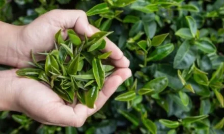 Deretan Negara Produsen Teh Terbanyak Di Dunia