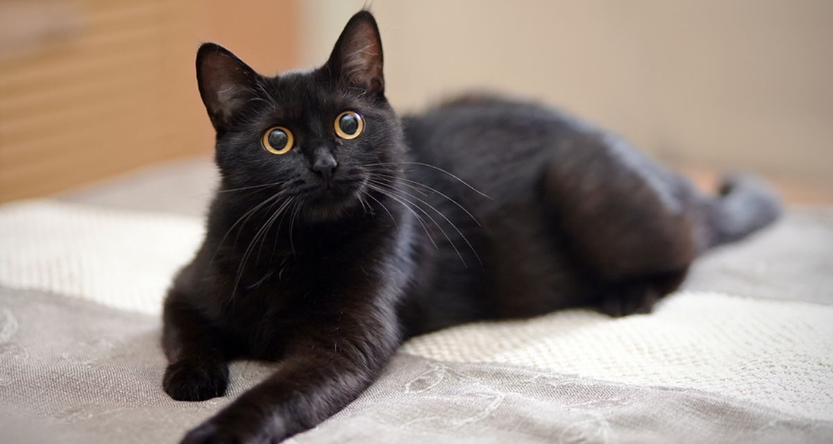 Alasan Kucing Hitam Terkenal Dengan Istilah Pembawa Sial