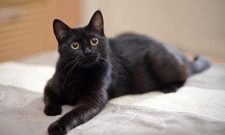 Alasan Kucing Hitam Terkenal Dengan Istilah Pembawa Sial
