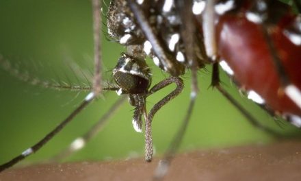 Hewan Paling Mematikan Di Dunia Adalah Nyamuk