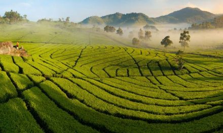 Perkebunan Teh Ciwidey Cocok Untuk Melepas Lelah