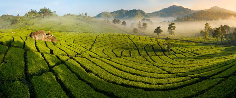 Perkebunan Teh Ciwidey Cocok Untuk Melepas Lelah