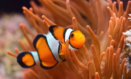 Ikan Badut Bisa Berubah Jenis Kelamin Secara Alami