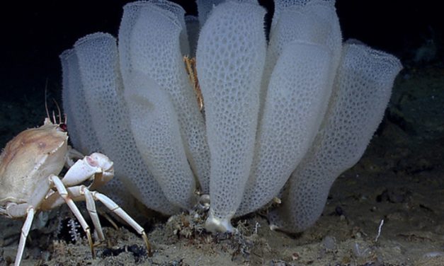 Spons Antartika, Yaitu Hewan Dengan Usia Terpanjang