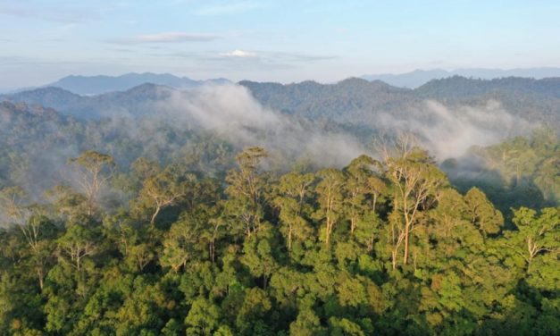 Darurat Api: Upaya Nyata Selamatkan Hutan Indonesia