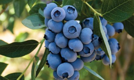 Blueberry Peru : Kini Hadir Di Pasar Indonesia