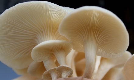 Jamur Tiram, Superfood Lokal Yang Kaya Manfaat Untuk Tubuh