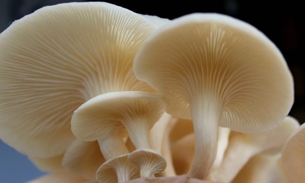 Jamur Tiram, Superfood Lokal Yang Kaya Manfaat Untuk Tubuh