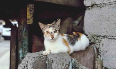 Kucing Liar Perkotaan Butuh Kebijakan Pengendalian Populasi