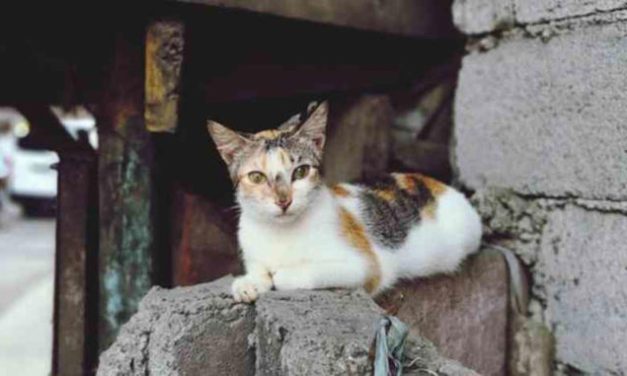 Kucing Liar Perkotaan Butuh Kebijakan Pengendalian Populasi