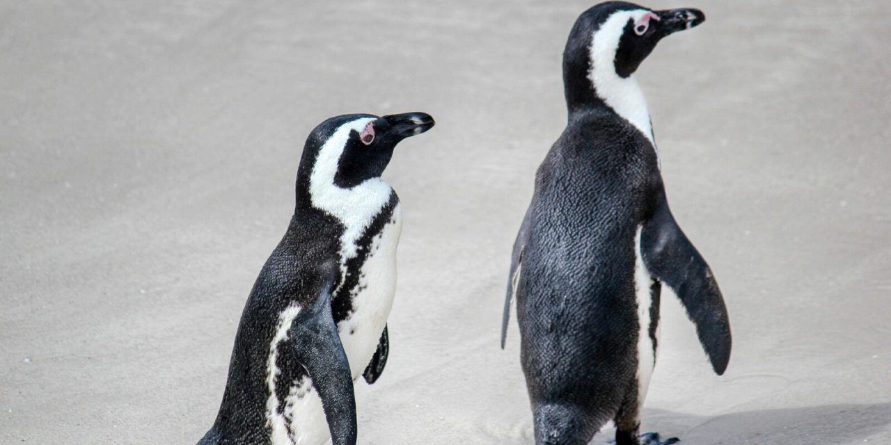Penguin Afrika Terancam Punah Karena Hadapi Kelaparan Massal