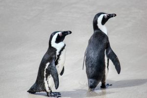 Penguin Afrika Terancam Punah Karena Hadapi Kelaparan Massal
