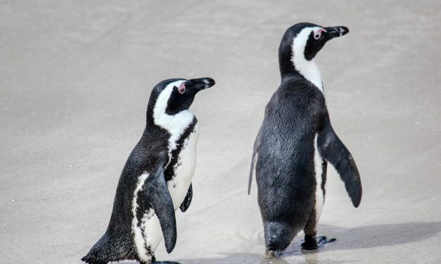 Penguin Afrika Terancam Punah Karena Hadapi Kelaparan Massal
