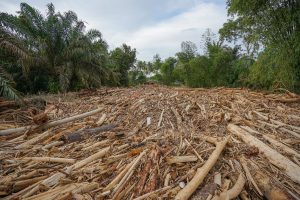 Sungai Tertutup Kayu, Pemukiman Tapteng Terendam Banjir