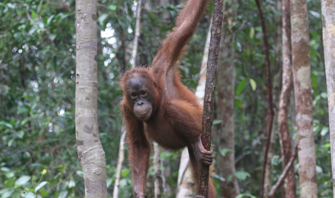 WisataTaman Nasional Tanjung Puting: Jantung Konservasi Orangutan dan Petualangan Klotok