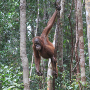 Taman Nasional Tanjung Puting: Jantung Konservasi Orangutan