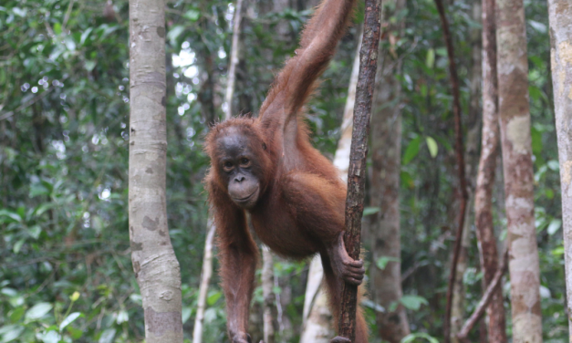 WisataTaman Nasional Tanjung Puting: Jantung Konservasi Orangutan dan Petualangan Klotok