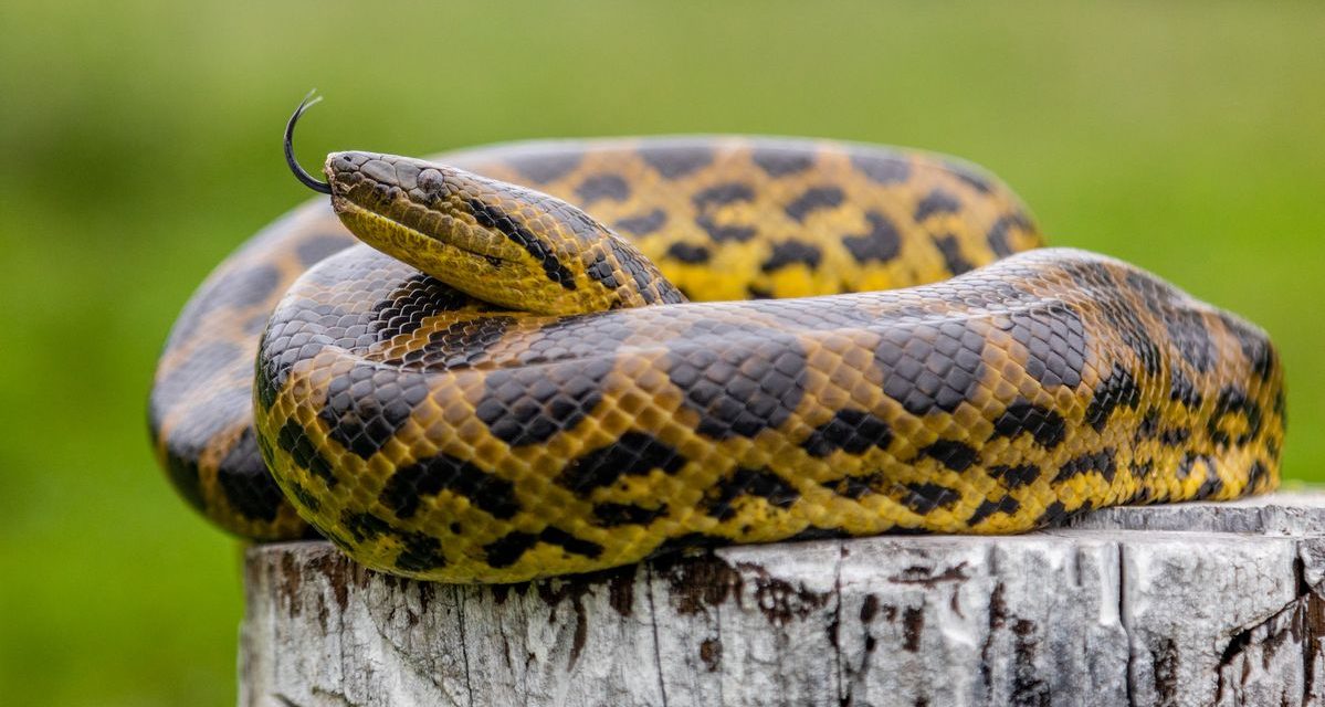 Anaconda: Sang Penguasa Mistis dari Jantung Amazon