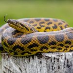 Anaconda: Sang Penguasa Mistis dari Jantung Amazon