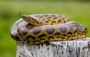 Anaconda: Sang Penguasa Mistis dari Jantung Amazon