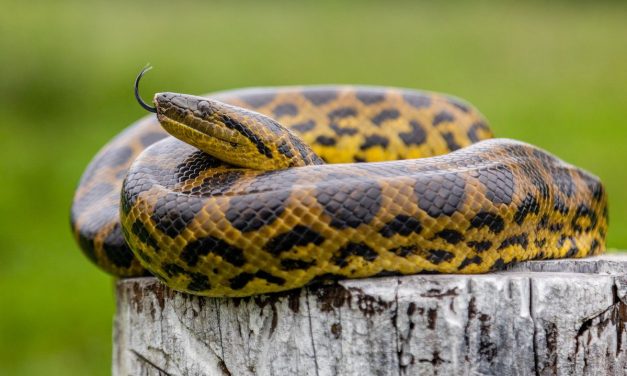 Anaconda: Sang Penguasa Mistis dari Jantung Amazon