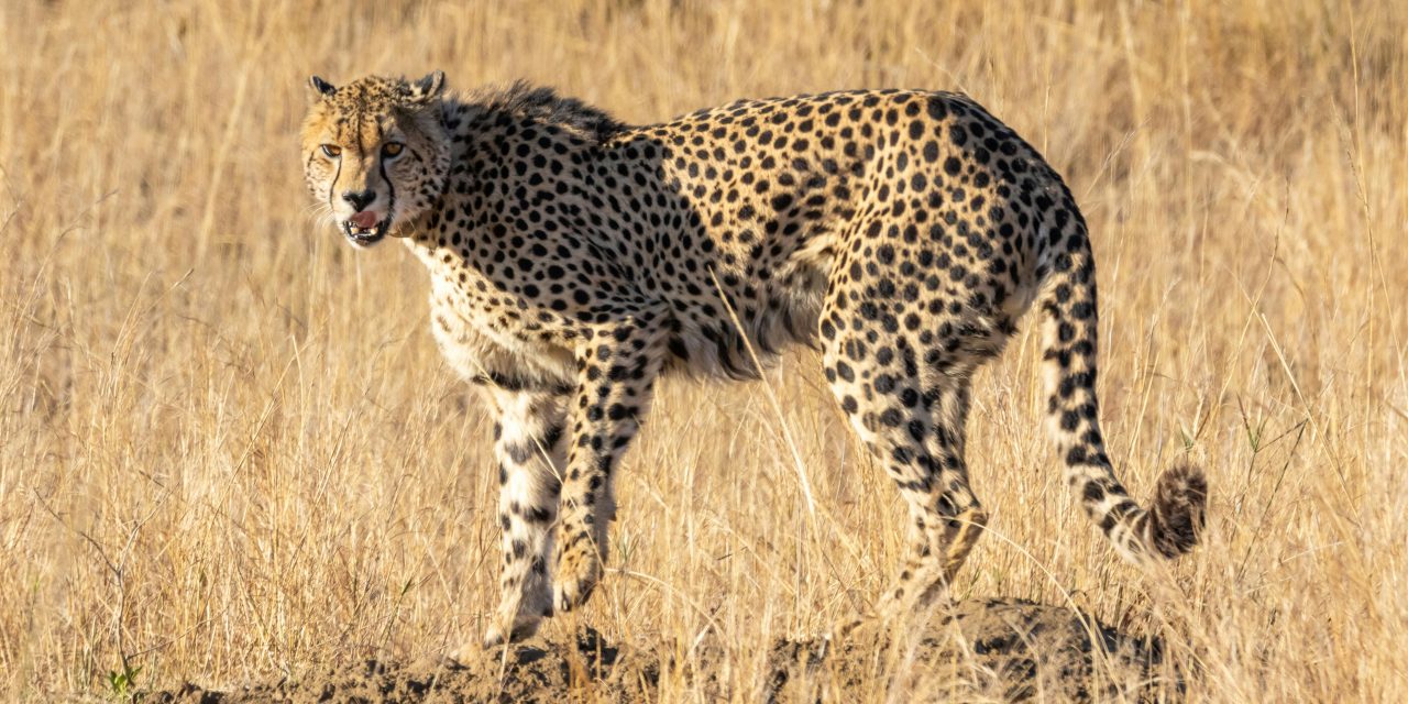 Cheetah: Sang Maestro Kecepatan di Sabana Afrika