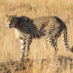 Cheetah: Sang Maestro Kecepatan di Sabana Afrika