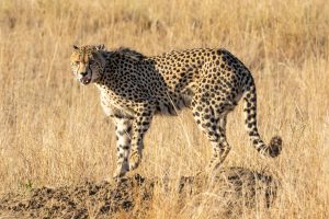 Cheetah: Sang Maestro Kecepatan di Sabana Afrika