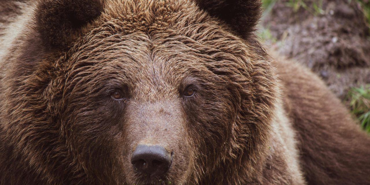 Grizzly:Evolusi dan Ketahanan Sang Predator Omnivora.