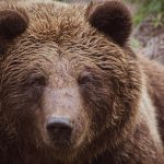 Grizzly:Evolusi dan Ketahanan Sang Predator Omnivora.