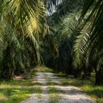 3 Wilayah Penghasil Sawit Terbesar Di Tanah Air