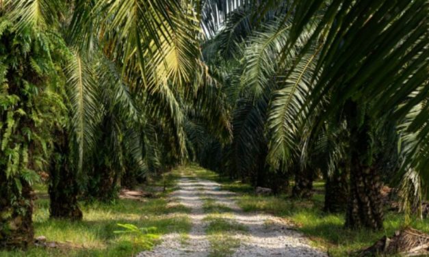 3 Wilayah Penghasil Sawit Terbesar Di Tanah Air