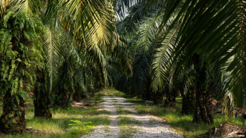 3 Wilayah Penghasil Sawit Terbesar Di Tanah Air