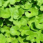 3 Tanaman Herbal Yang Ampuh Atasi Gatal