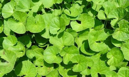 3 Tanaman Herbal Yang Ampuh Atasi Gatal