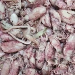 Anti Bau! Trik Rahasia Ngolah Cumi Asin Jadi Super Enak
