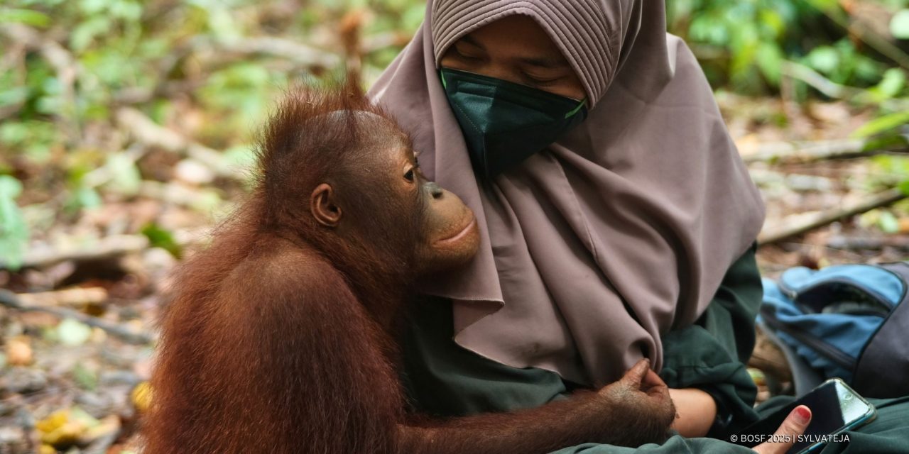 Bukan Cuma Orangutan, 3 Primata Ini Butuh Perlindungan