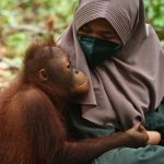 Bukan Cuma Orangutan, 3 Primata Ini Butuh Perlindungan